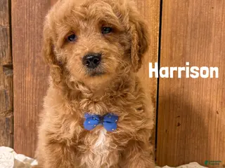 Mini Goldendoodle dogs Harrison - Ad 25