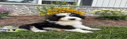 Bernedoodle dogs for sale: Sara  - Ad 6
