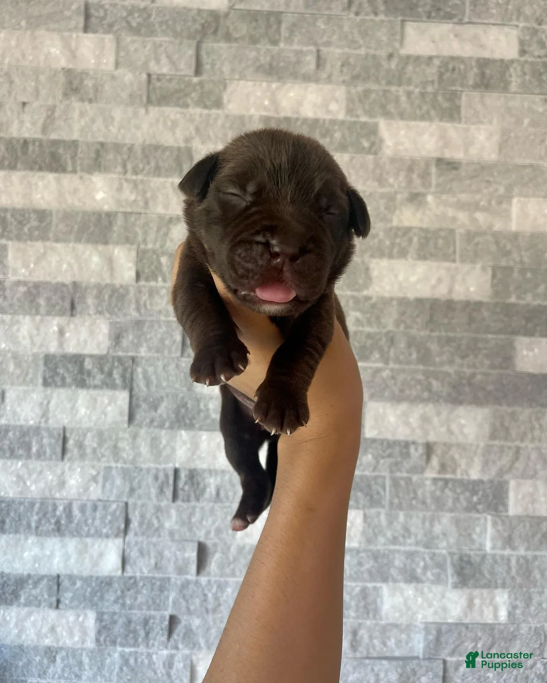 Cane Corso dogs for sale: Sentinel & Soul Hennessy: North American Mastiff-Chocolate  - Ad 1