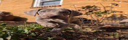 Weimaraner dogs for sale: Vega - Ad 4
