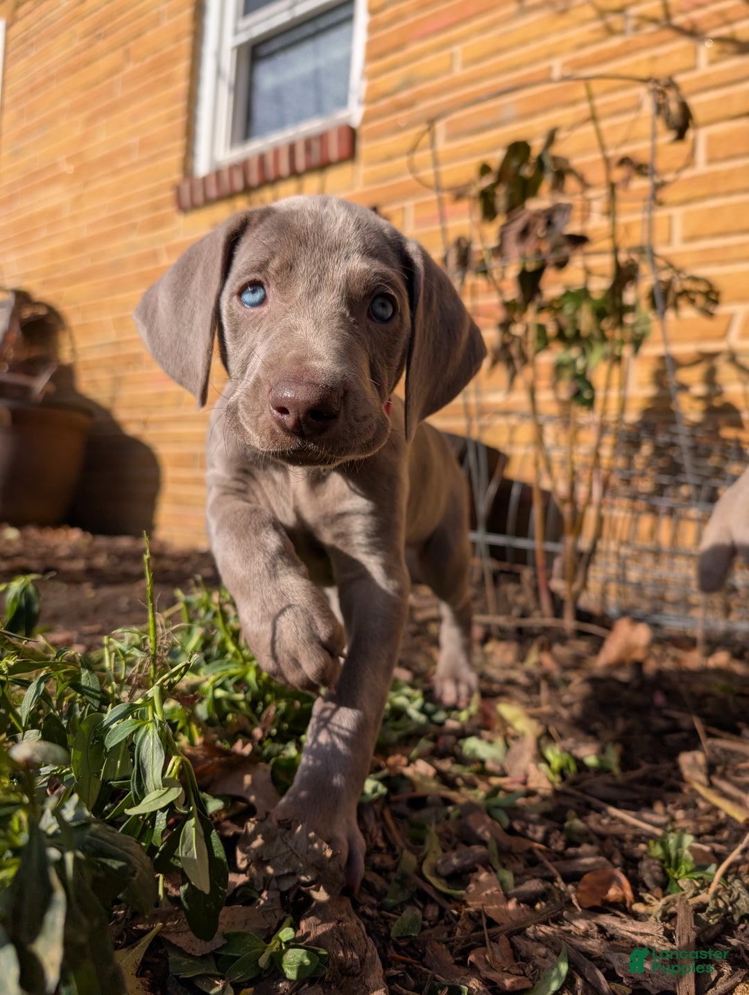 Weimaraner dogs for sale: Vega - Ad 4