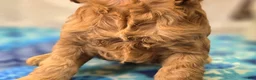 Cockapoo dogs for sale: Moonbow - Ad 28