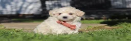 Maltipoo dogs for sale: Elliot - Ad 5