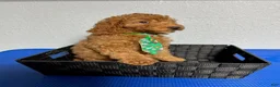 Mini Goldendoodle dogs for sale: Kobe - Ad 4