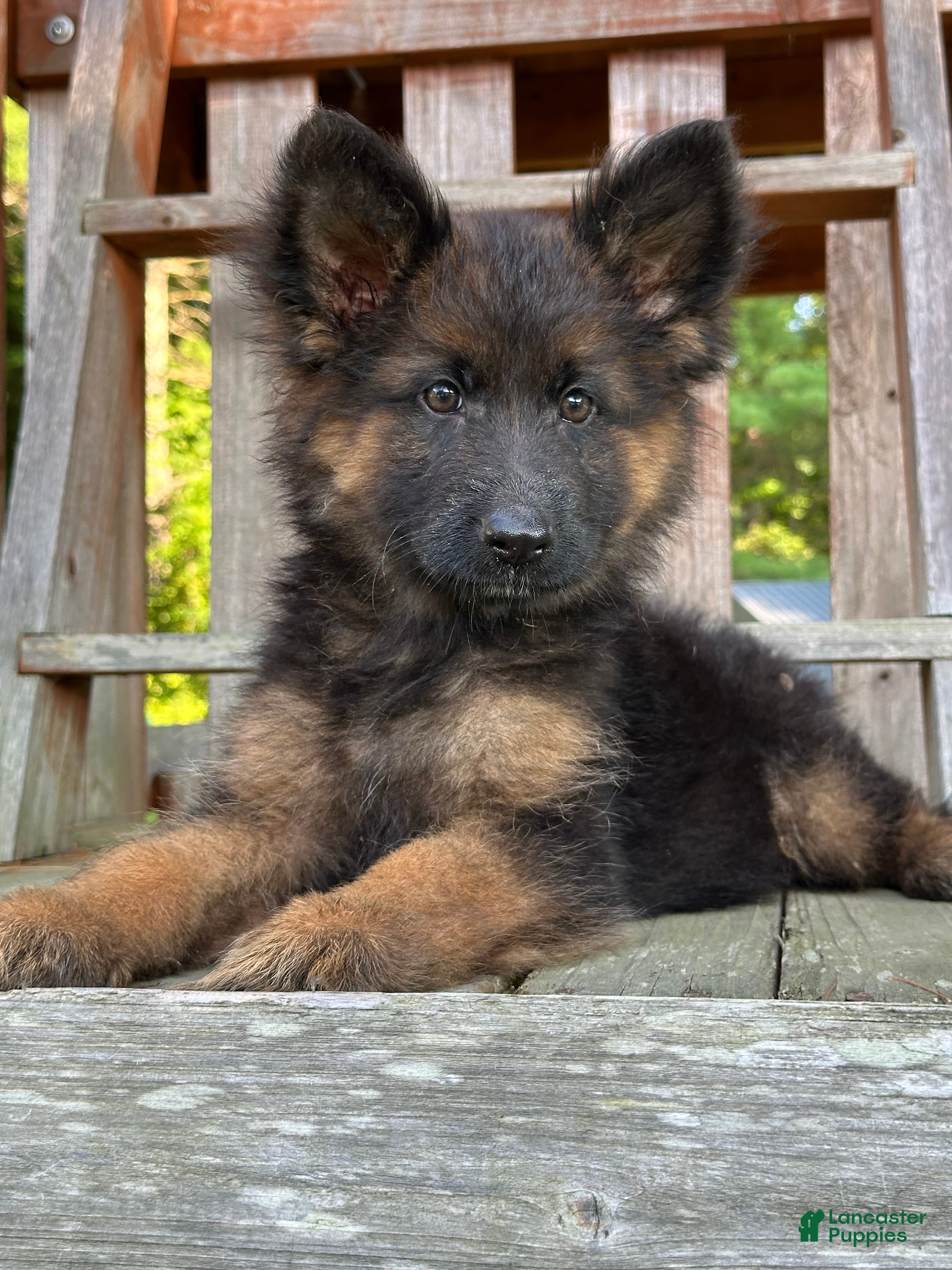 German Shepherd dogs Hazel - Ad 1