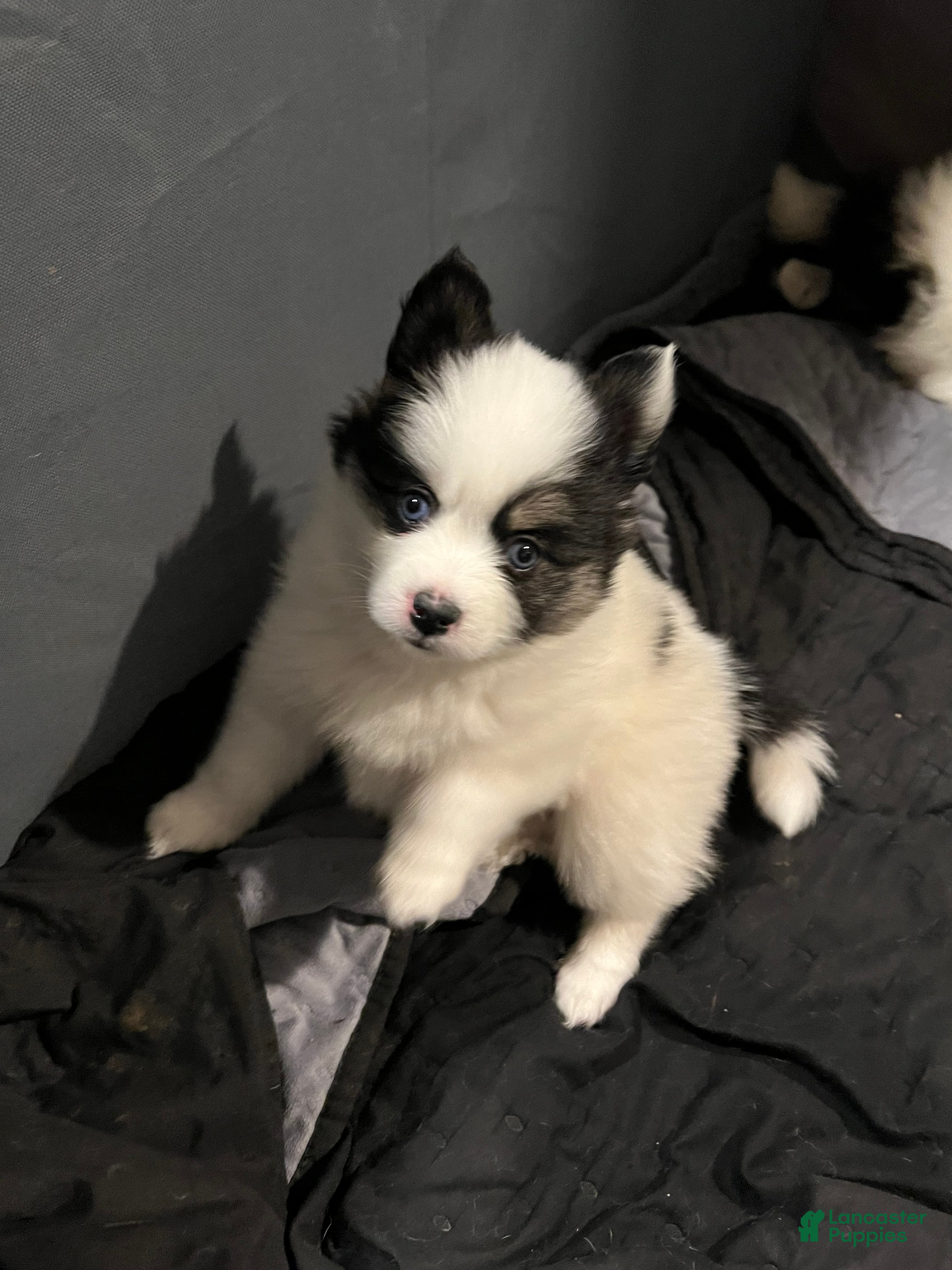 Pomsky dogs Pomsky Puppy 3 - Ad 4