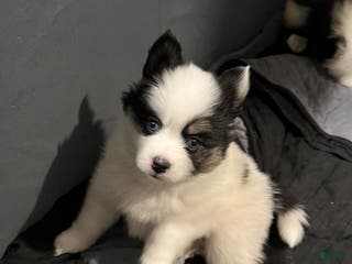 Pomsky dogs Pomsky Puppy 3 - Ad 5