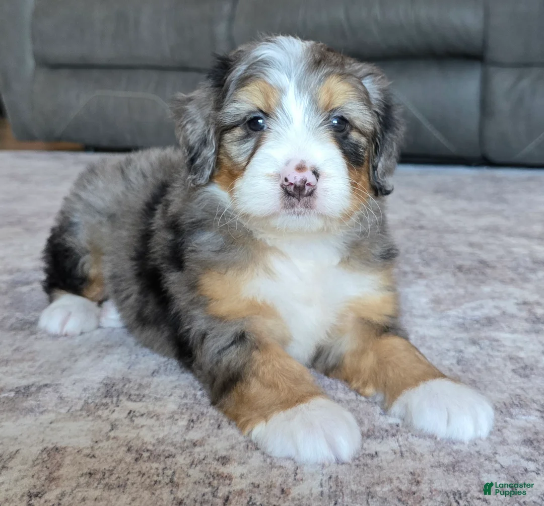 Mini Bernedoodle dogs for sale: Mini Mia - Ad 1