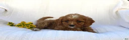 Cavapoo dogs for sale: Lucy - Ad 7