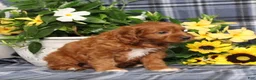 Cavapoo dogs for sale: BJ's Uncle - Ad 5