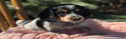 Miniature Dachshund dogs for sale: Hattie - Ad 2