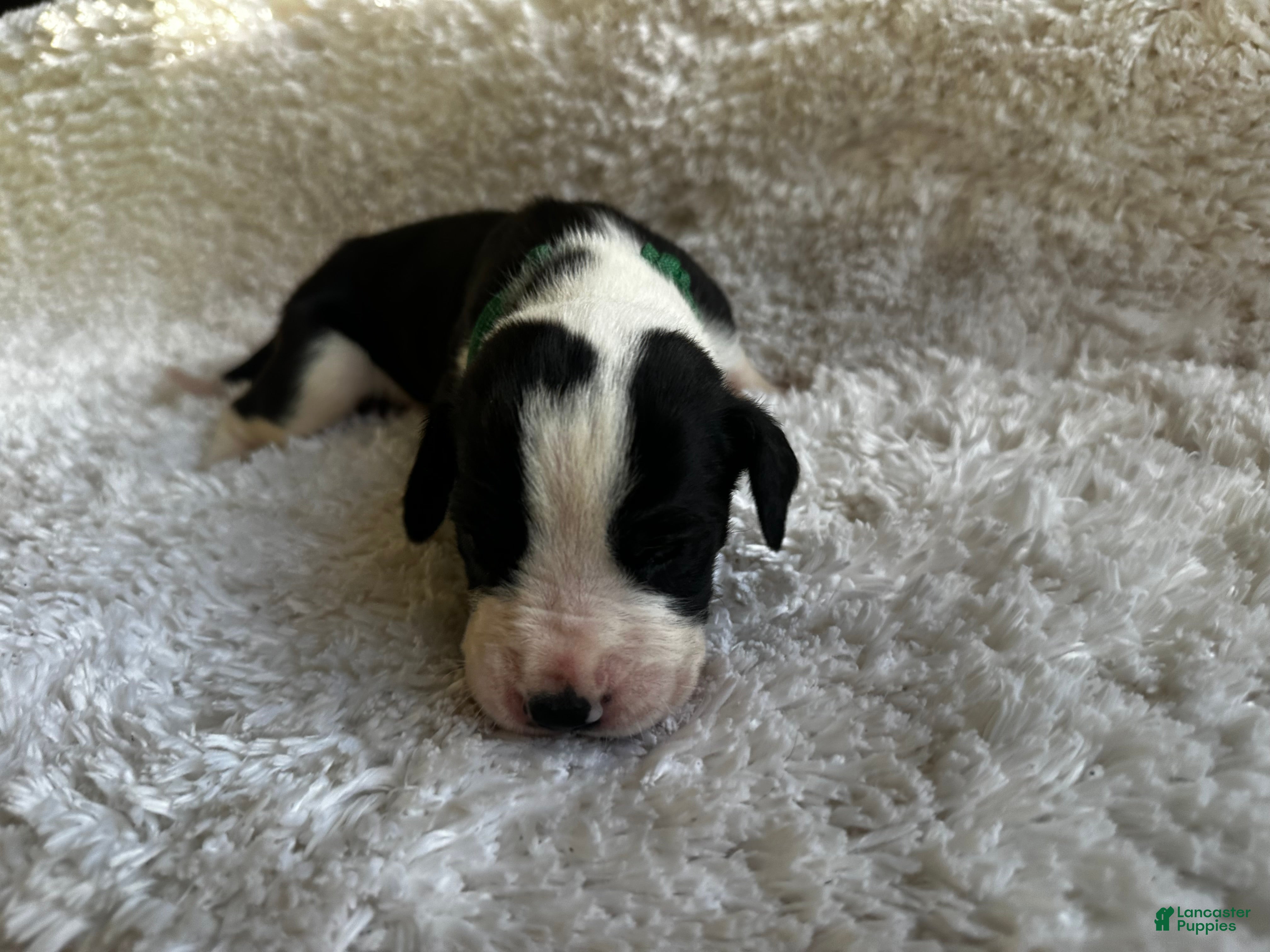 Great Dane dogs Fiddle - Ad 1