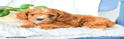 Cavapoo dogs for sale: Ferris - Ad 3