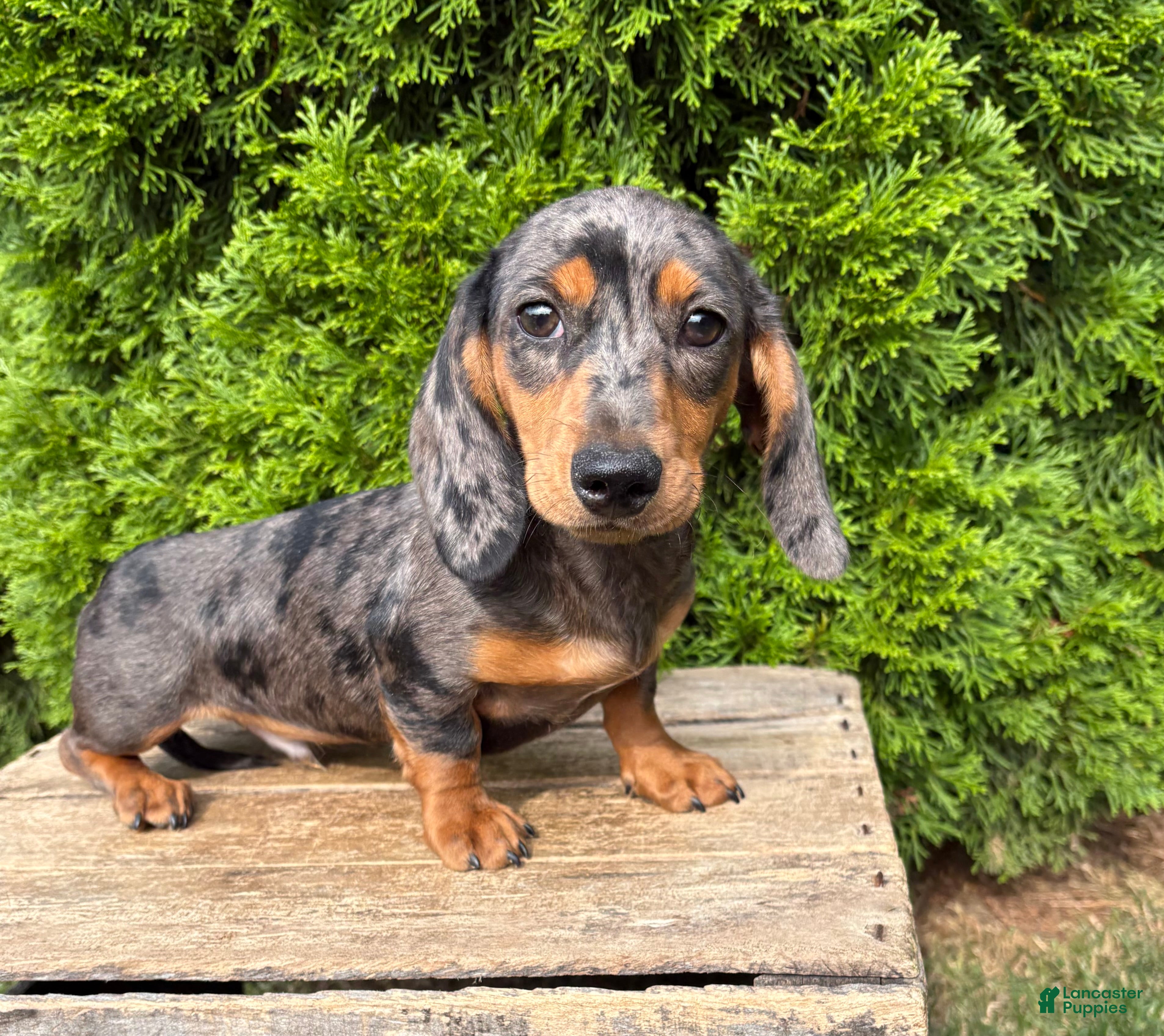 Dachshund dogs Sullivan - Ad 2