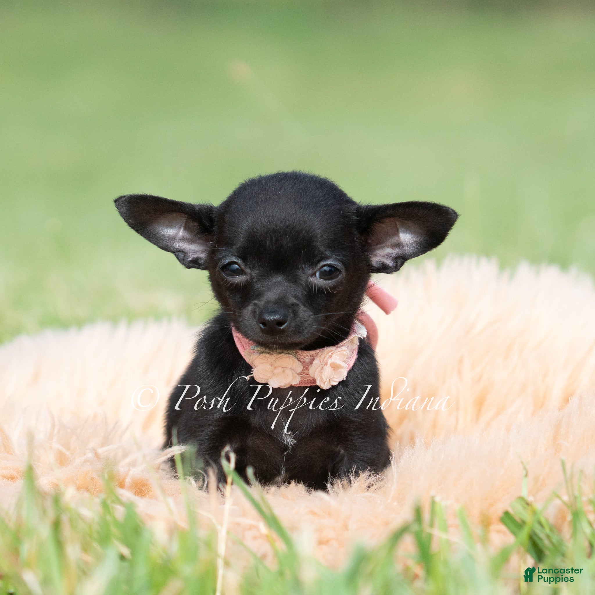 Chihuahua dogs Black cherry  - Ad 10