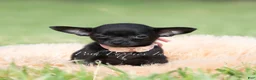 Chihuahua dogs for sale: Black cherry  - Ad 1