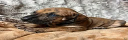 Great Dane dogs for sale: Betty - Ad 2