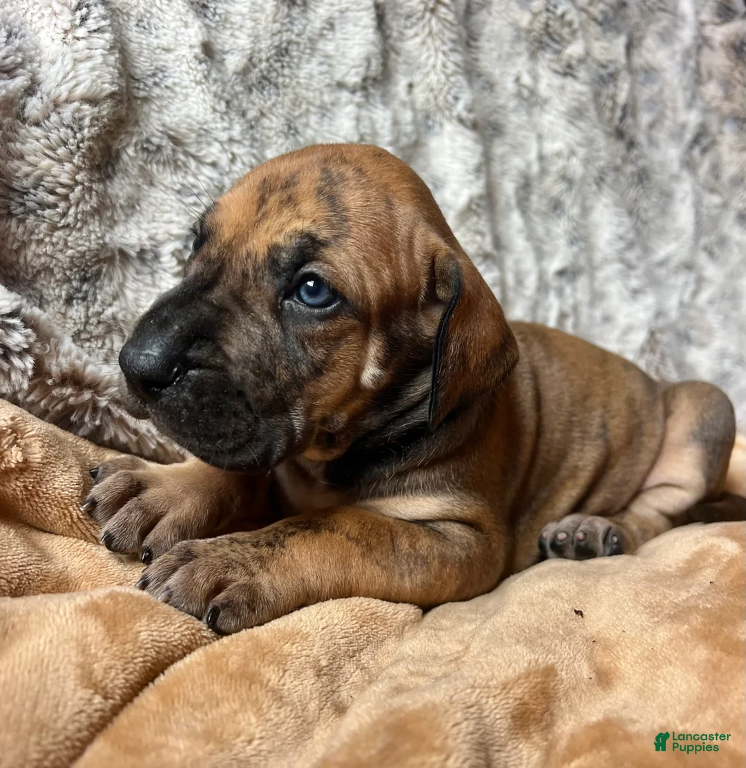 Great Dane dogs for sale: Betty - Ad 2