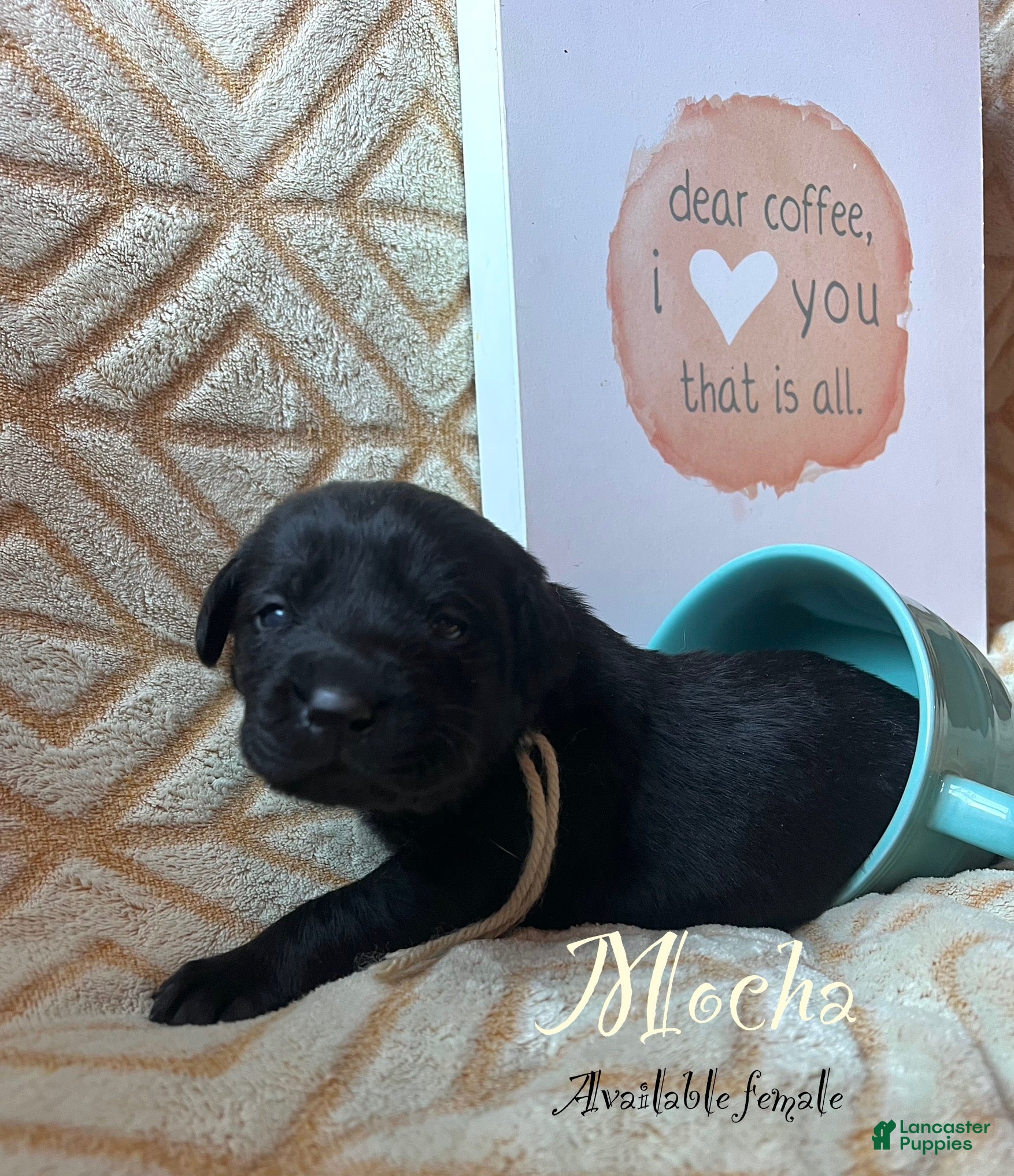 Labrador Retriever dogs Mocha - Ad 42