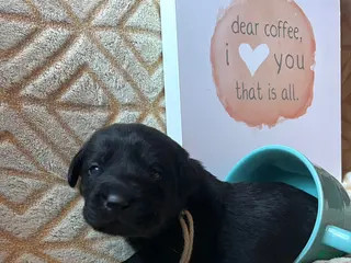 Labrador Retriever dogs Mocha - Ad 42