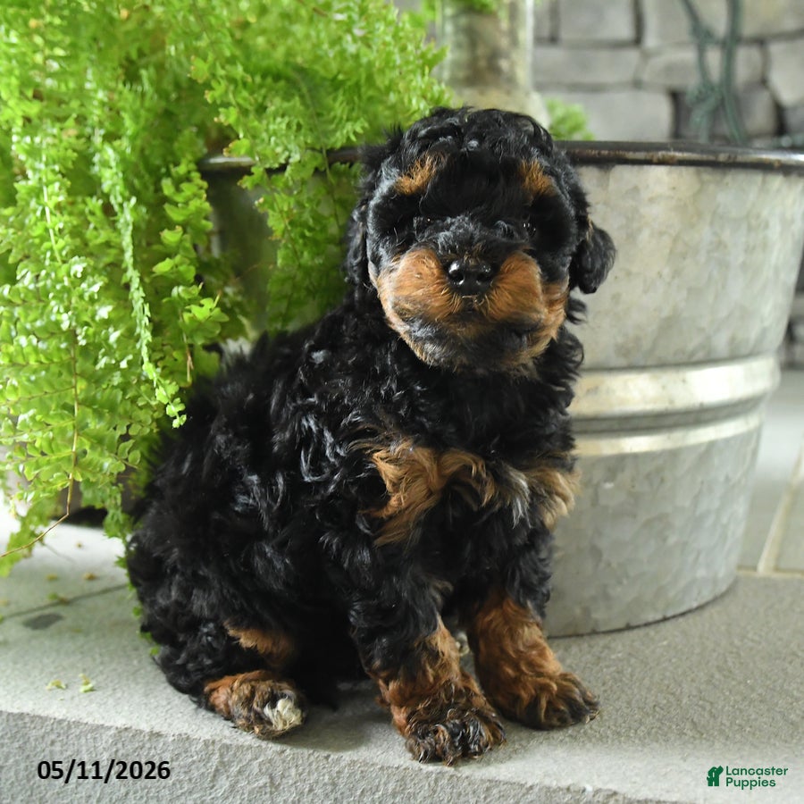 Yorkiepoo dogs Jj - Ad 2