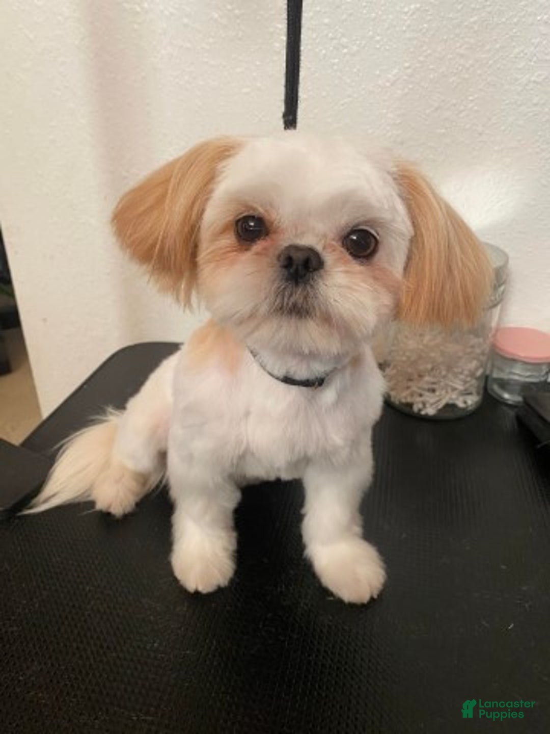 Shih Tzu dogs for sale: Imperial  Shih Tzu  Serafina Red Collar  - Ad 5