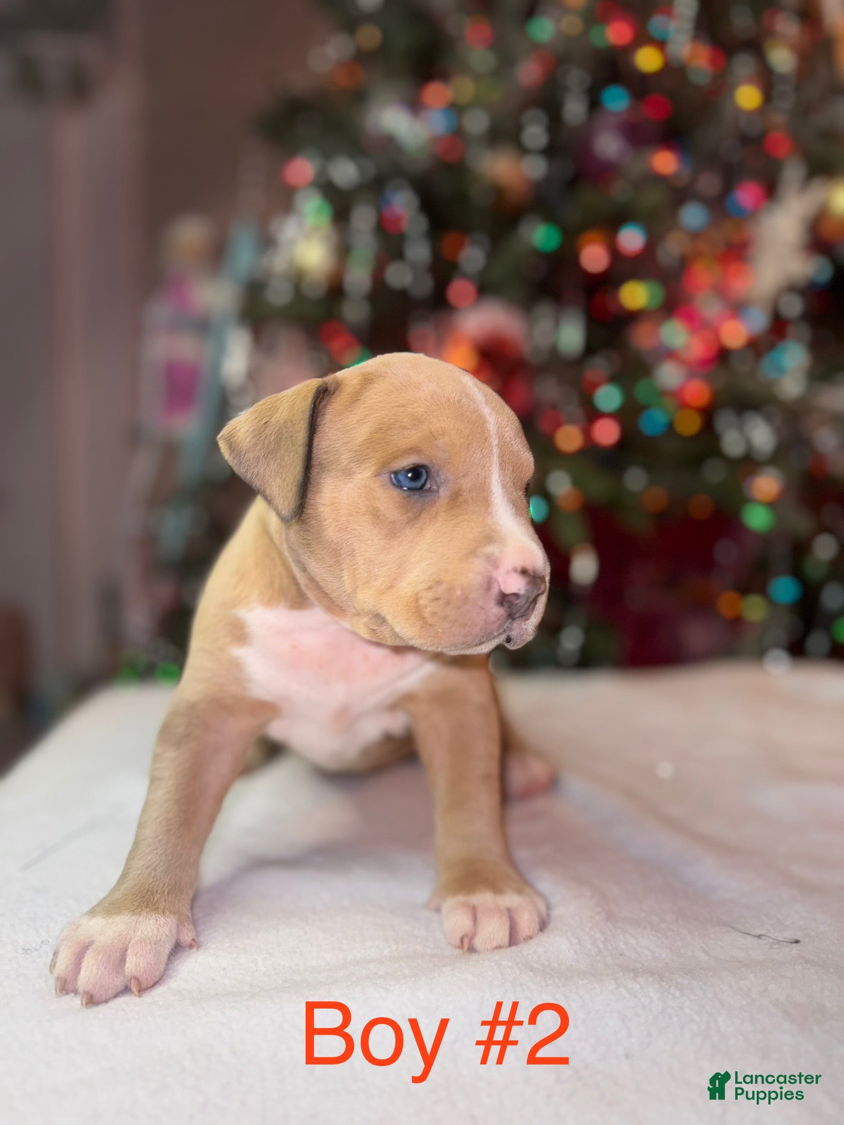 American Bully dogs American Bully Puppy 4 - Ad 2