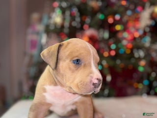 American Bully dogs American Bully Puppy 4 - Ad 2