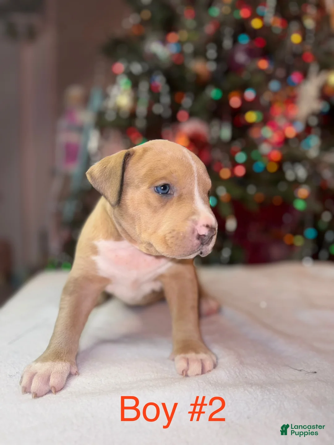 American Bully dogs for sale: American Bully Puppy 4 - Ad 4