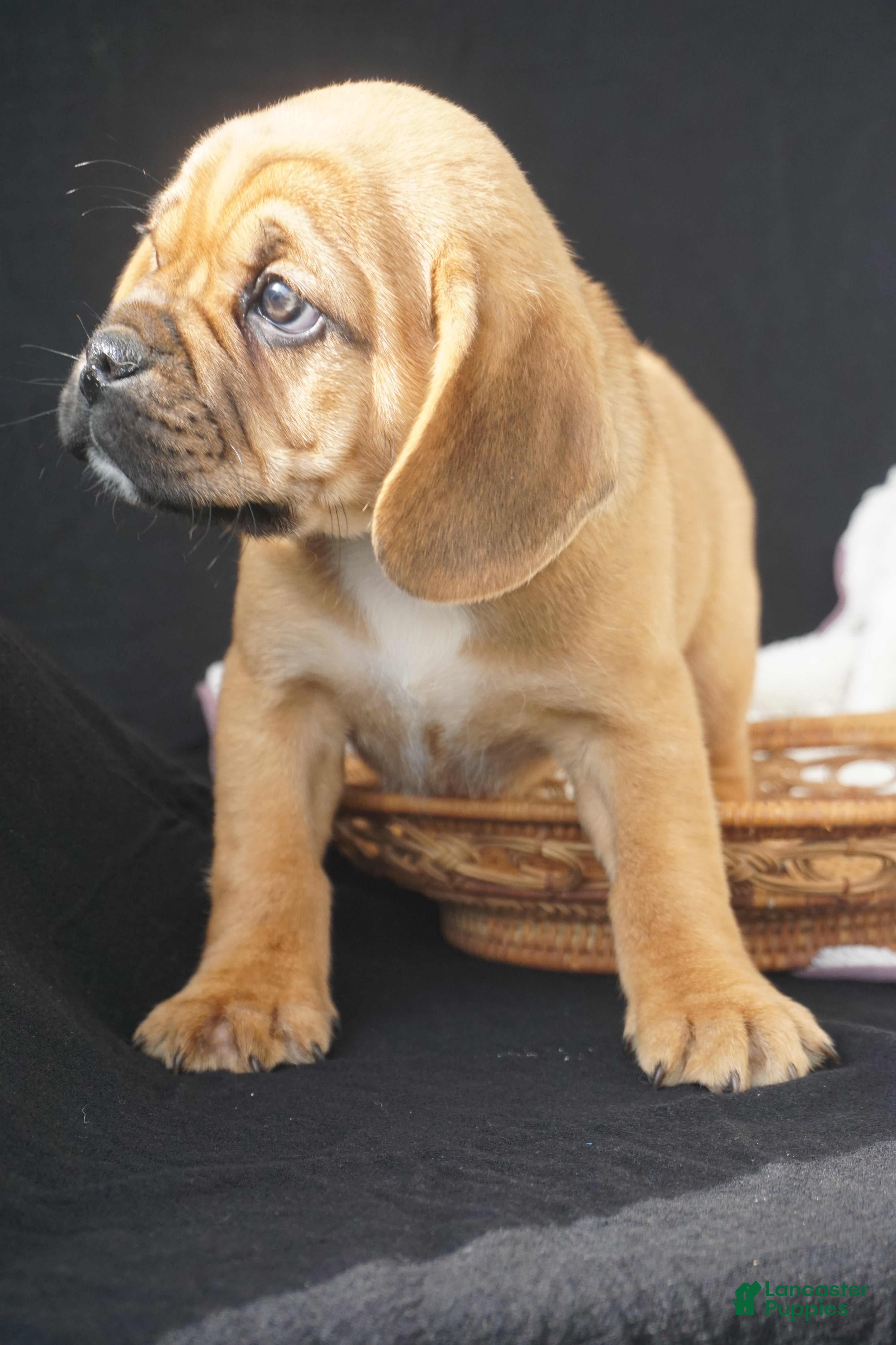 Puggle dogs Patch - Ad 2