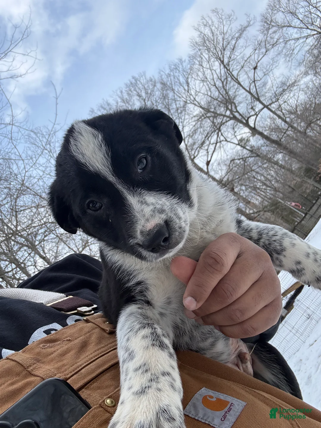 Border Collie dogs for sale: Border Collie Puppy 1 - Ad 1