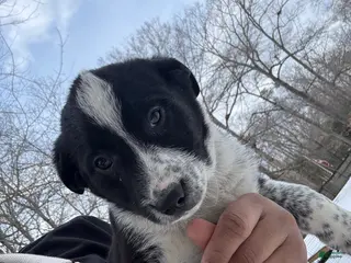 Border Collie dogs Border Collie Puppy 1 - Ad 5