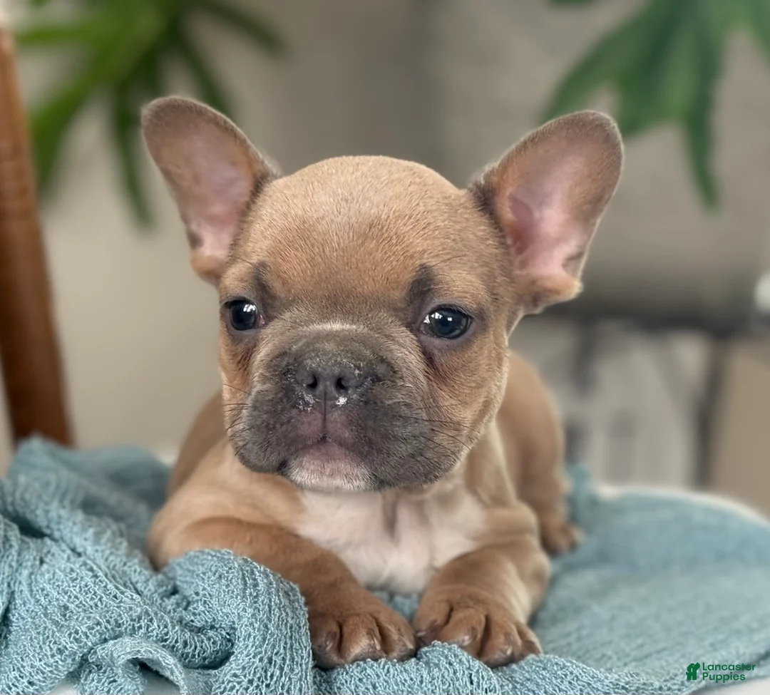 French Bulldog dogs for sale: Wilder - Ad 1