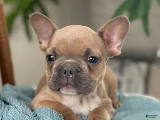 French Bulldog dogs Wilder - Ad 25