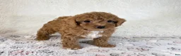 Toy Poodle dogs for sale: Asher - Ad 1
