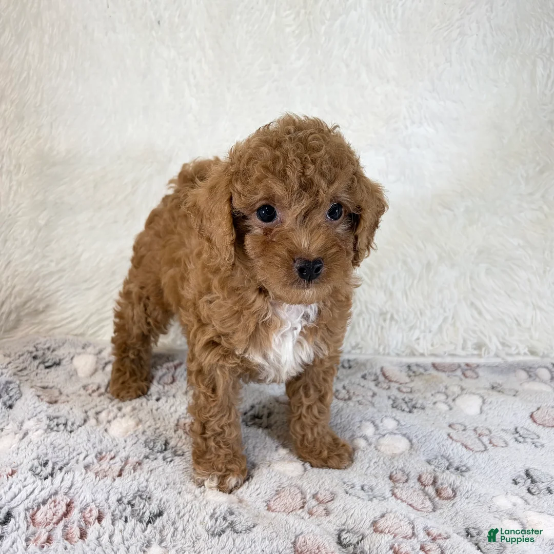Toy Poodle dogs for sale: Asher - Ad 1