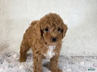 Toy Poodle dogs Asher - Ad 10