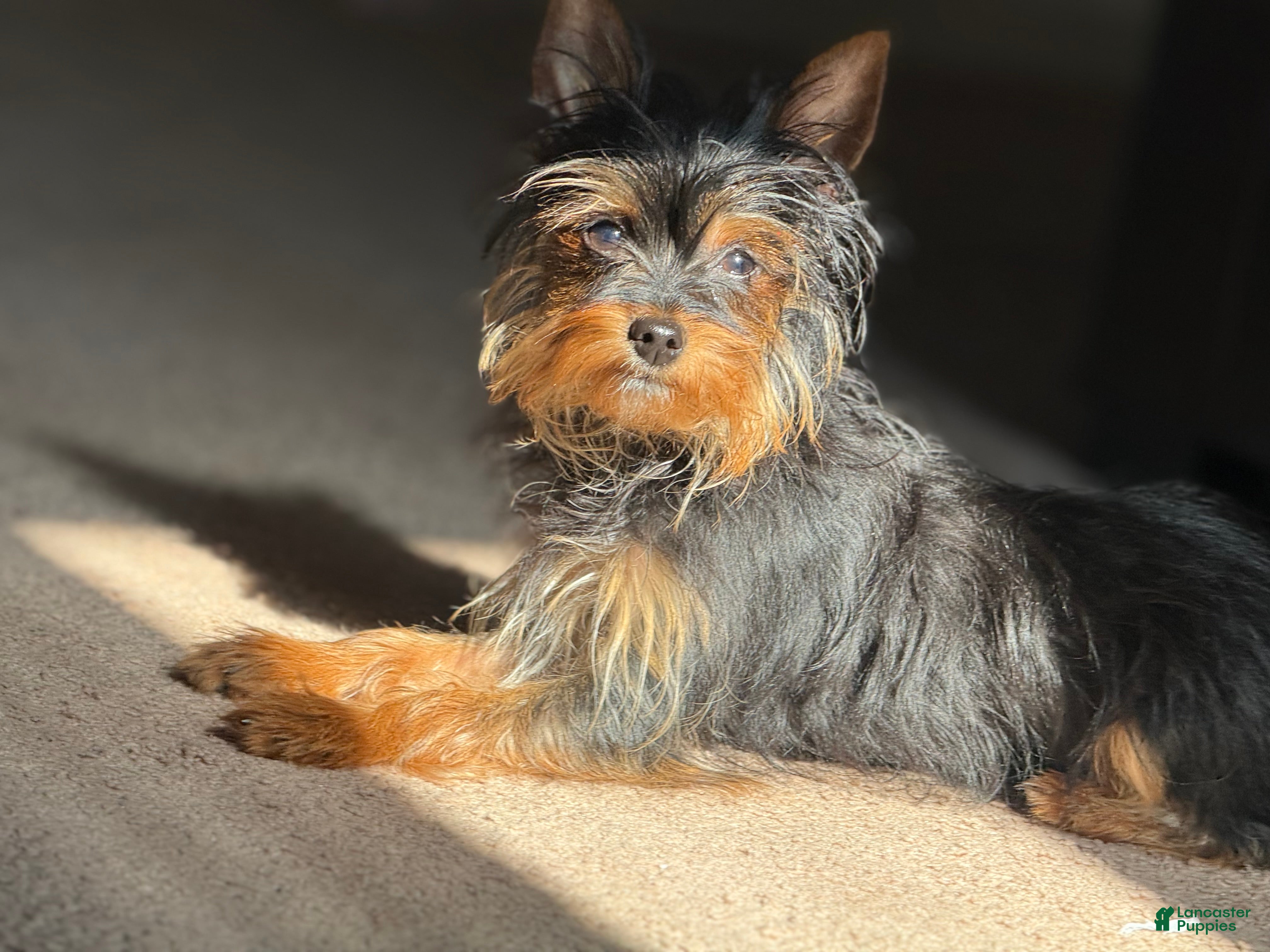 Yorkshire Terrier dogs for sale: Yorkshire Terrier 1 - Ad 2