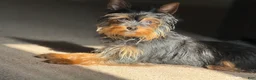Yorkshire Terrier dogs for sale: Yorkshire Terrier 1 - Ad 2