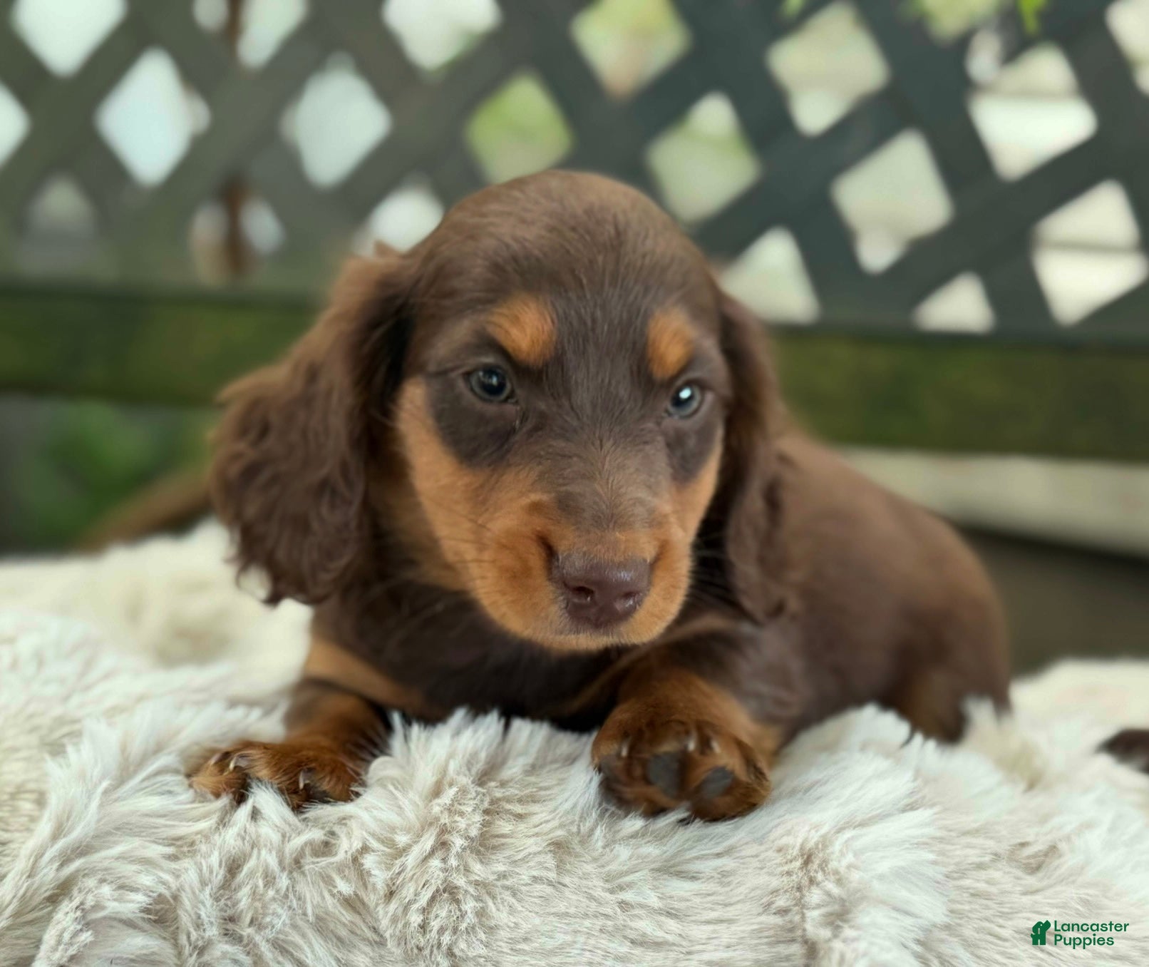 Miniature Dachshund Puppies for sale in New York Lancaster Puppies