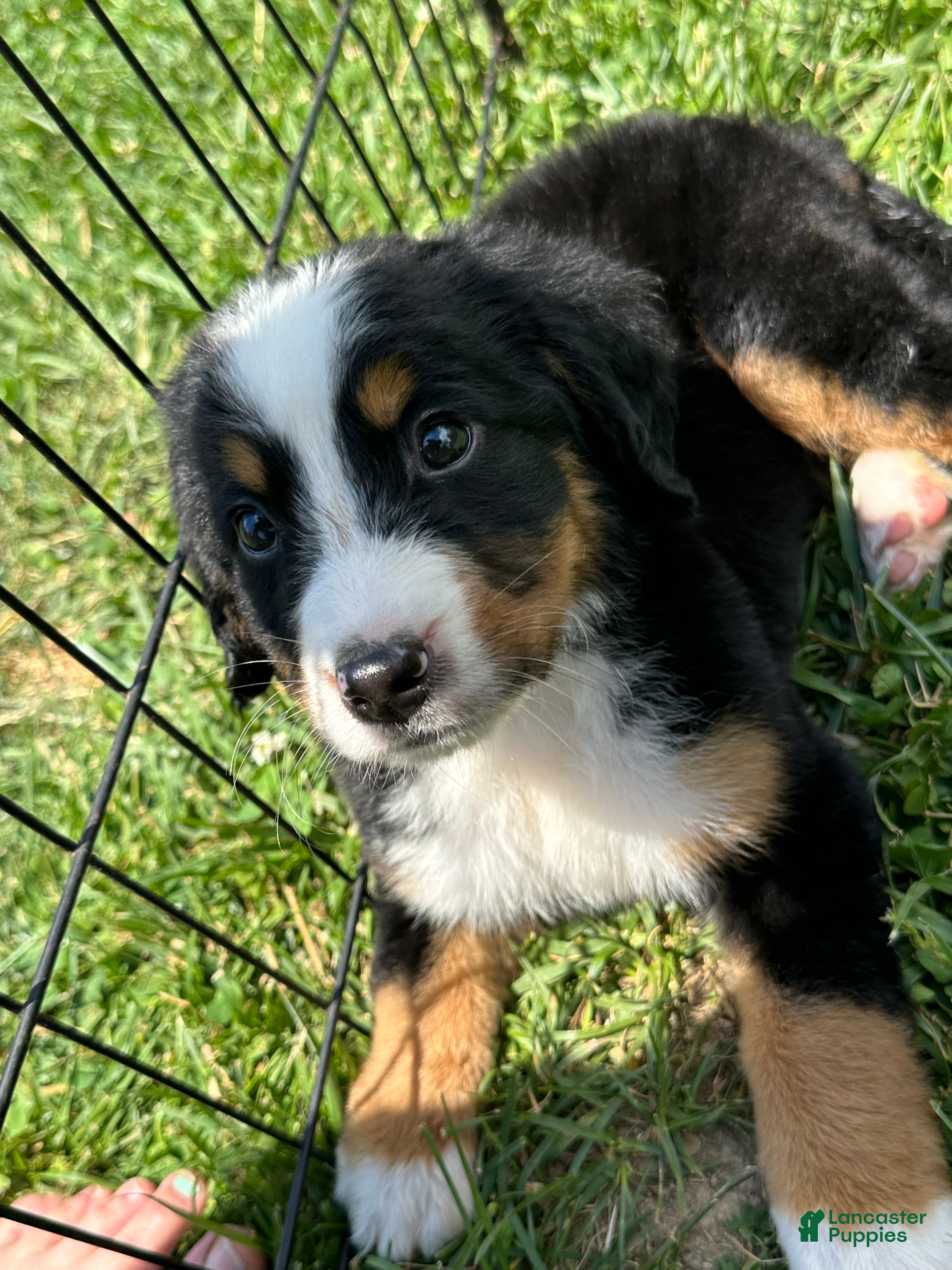 Bernese Mountain Dog dogs Berner bunch - Ad 2