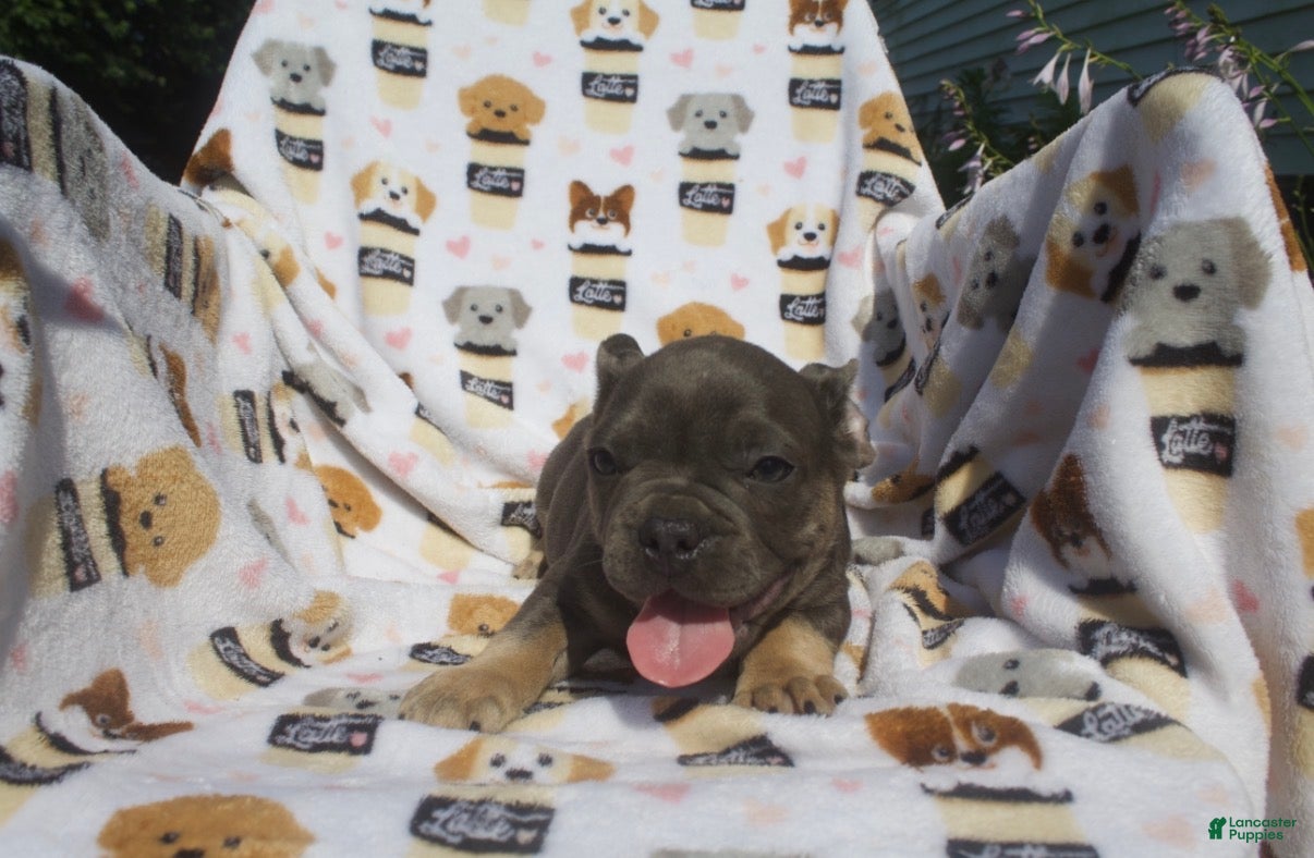 French Bulldog dogs French Bulldog 4 - Ad 1