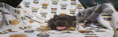 French Bulldog 4