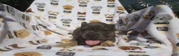 French Bulldog dogs for sale: French Bulldog 4 - Ad 1