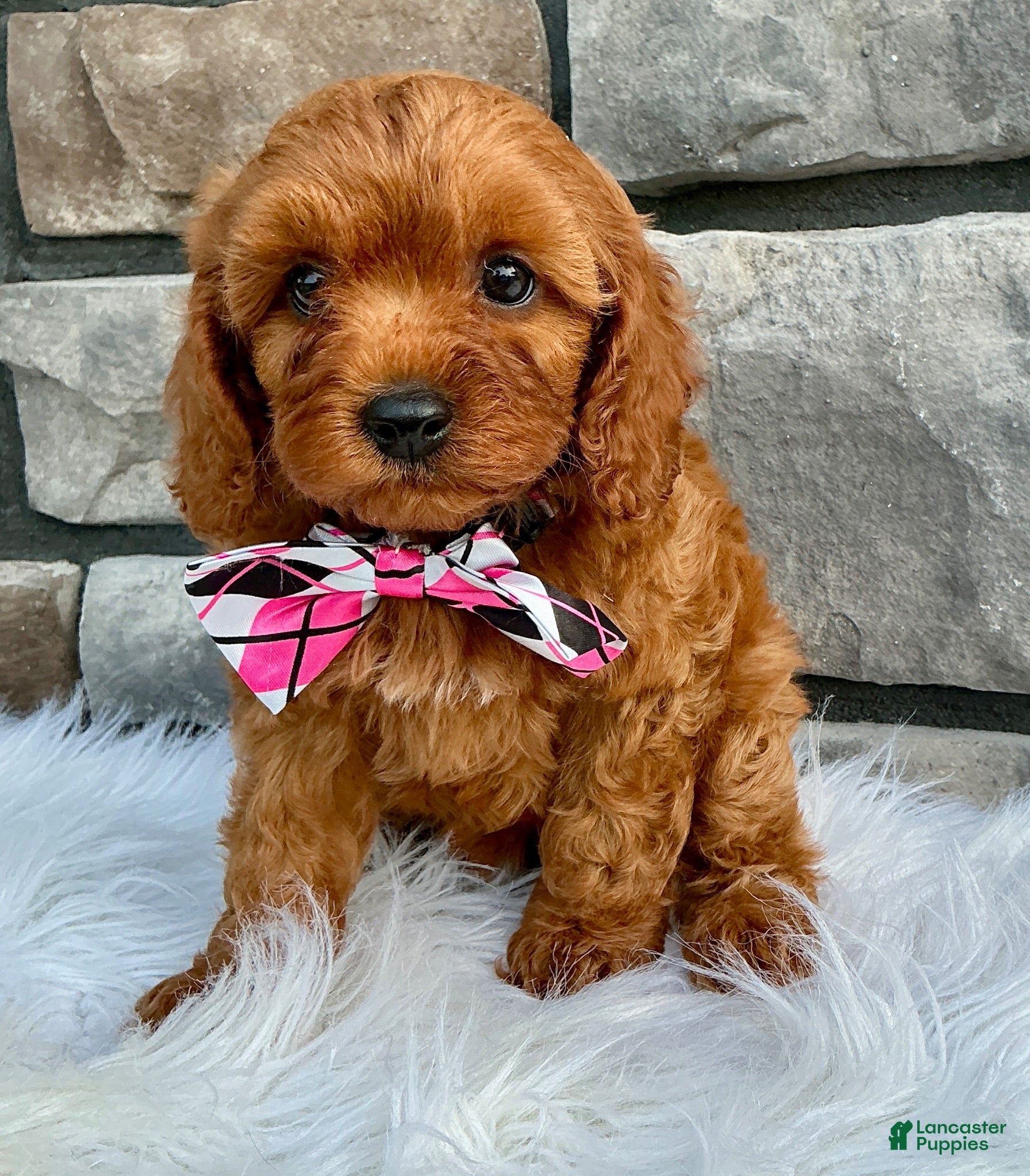 Cavapoo dogs Marley - Ad 2