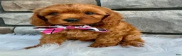 Cavapoo dogs for sale: Marley - Ad 2