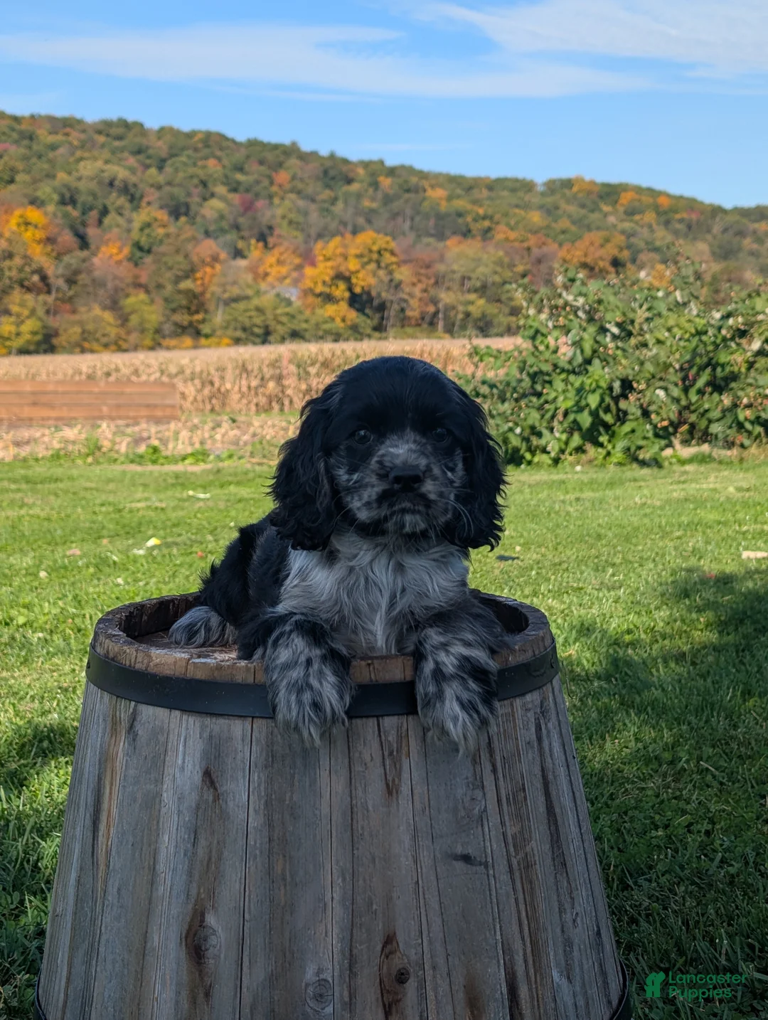 Cocker Spaniel dogs for sale: Cody - Ad 4