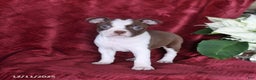 Boston Terrier dogs for sale: Birdie - Ad 1