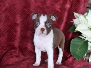 Boston Terrier dogs Birdie - Ad 21