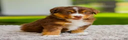 Miniature Australian Shepherd dogs for sale: George - Ad 3